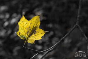 A single yellow leaf whose presence was reinforced by desaturating all colors except for yellow