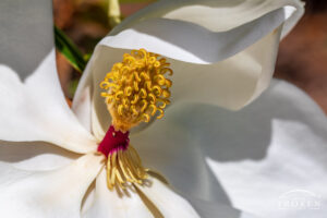 A close up view of the Southern Magnolia bloom basking in the sunlight