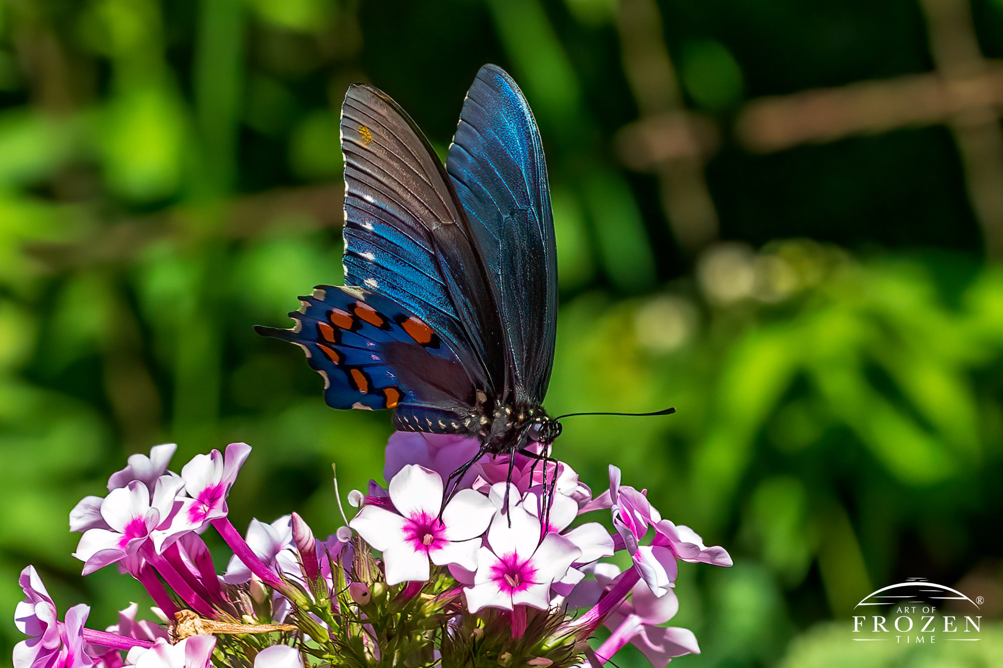 An irridenscent blue butterfly with orange spots feeding on pink phlox on a sunny day
