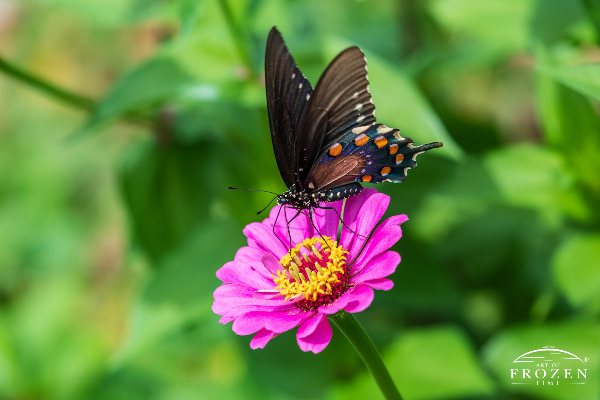 A side view of a spicebush swallowtail butterfly feeding on a pink zinniah