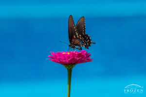 A side view of a spicebush swallowtail butterfly feeding on a pink zinniah in the foreground with the background coming from an adjacent swimming pool