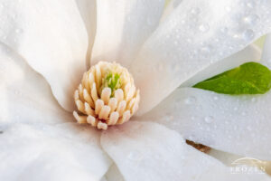 A closeup view of a Star Magnolia where moisture clings to the white petals