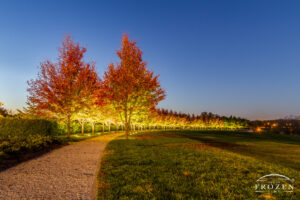 A curved park pathway at St Louis Forest Park where walkway lights illuminate the fiery red maple leaves on this autumn evening