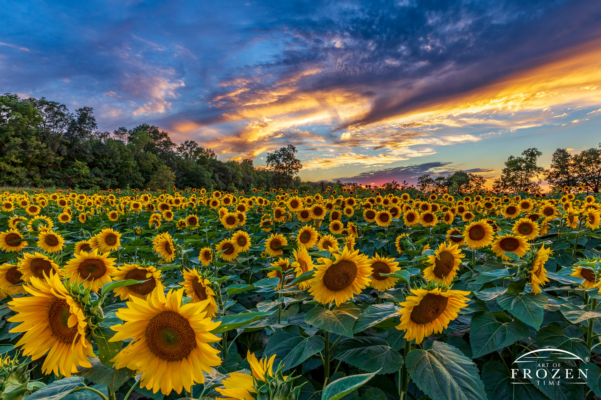 A sunflower field at twilight where a gentle camera flash warmly illuminated the flowers that contrast with the blues of the oncoming twilight skies