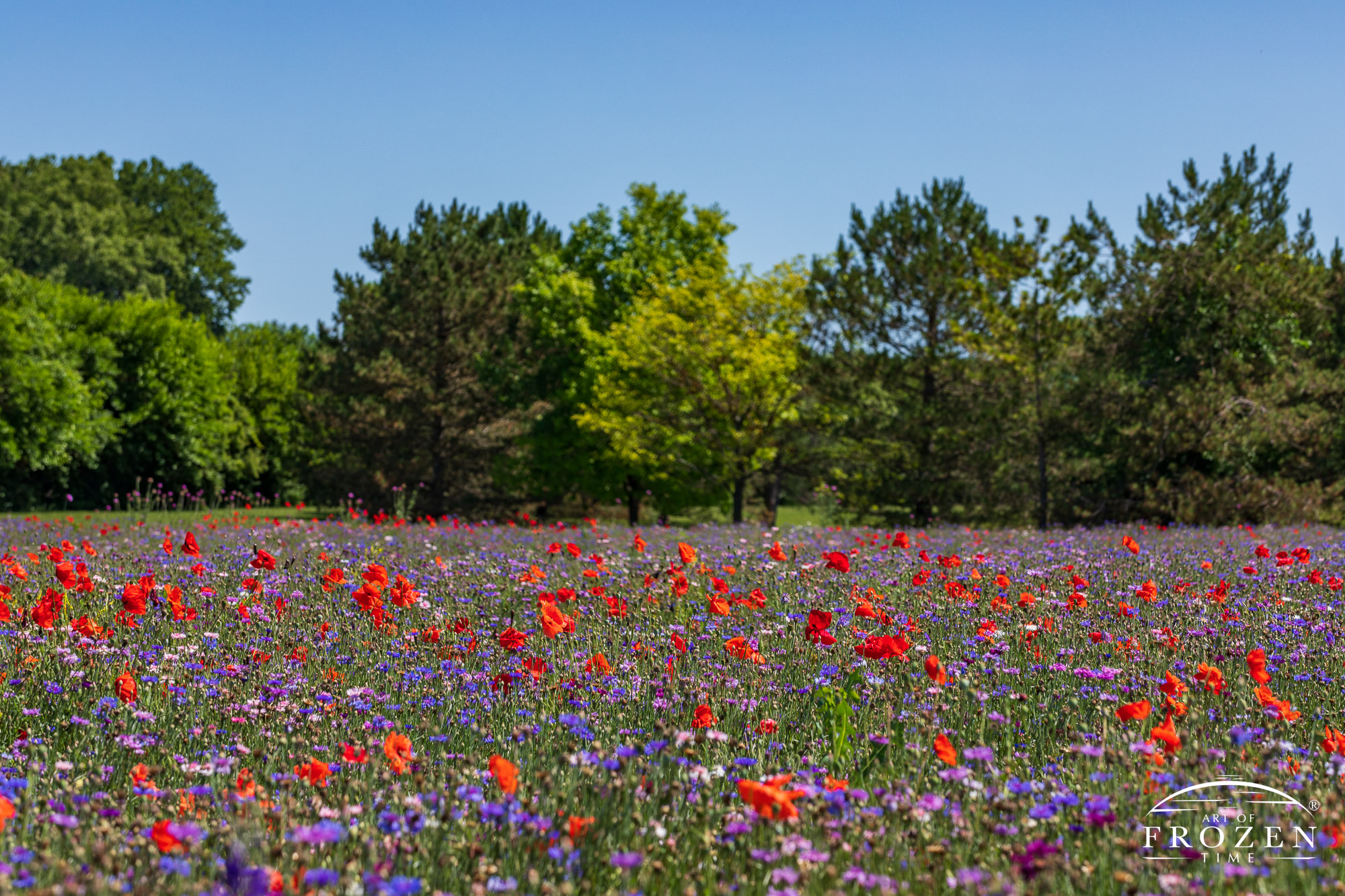 A field of red poppies and pink and purple flowers growing under the summer sun