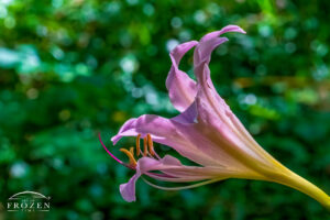 A light pink lily called the Surprise Lily catching sunlight from the forest floor at Aullwood MetroPark
