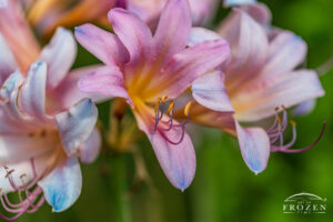 Intimate view of a Surprise Lily featuring its pink trumpet-shaped flowers, hot pink stigma and yellow anthers.