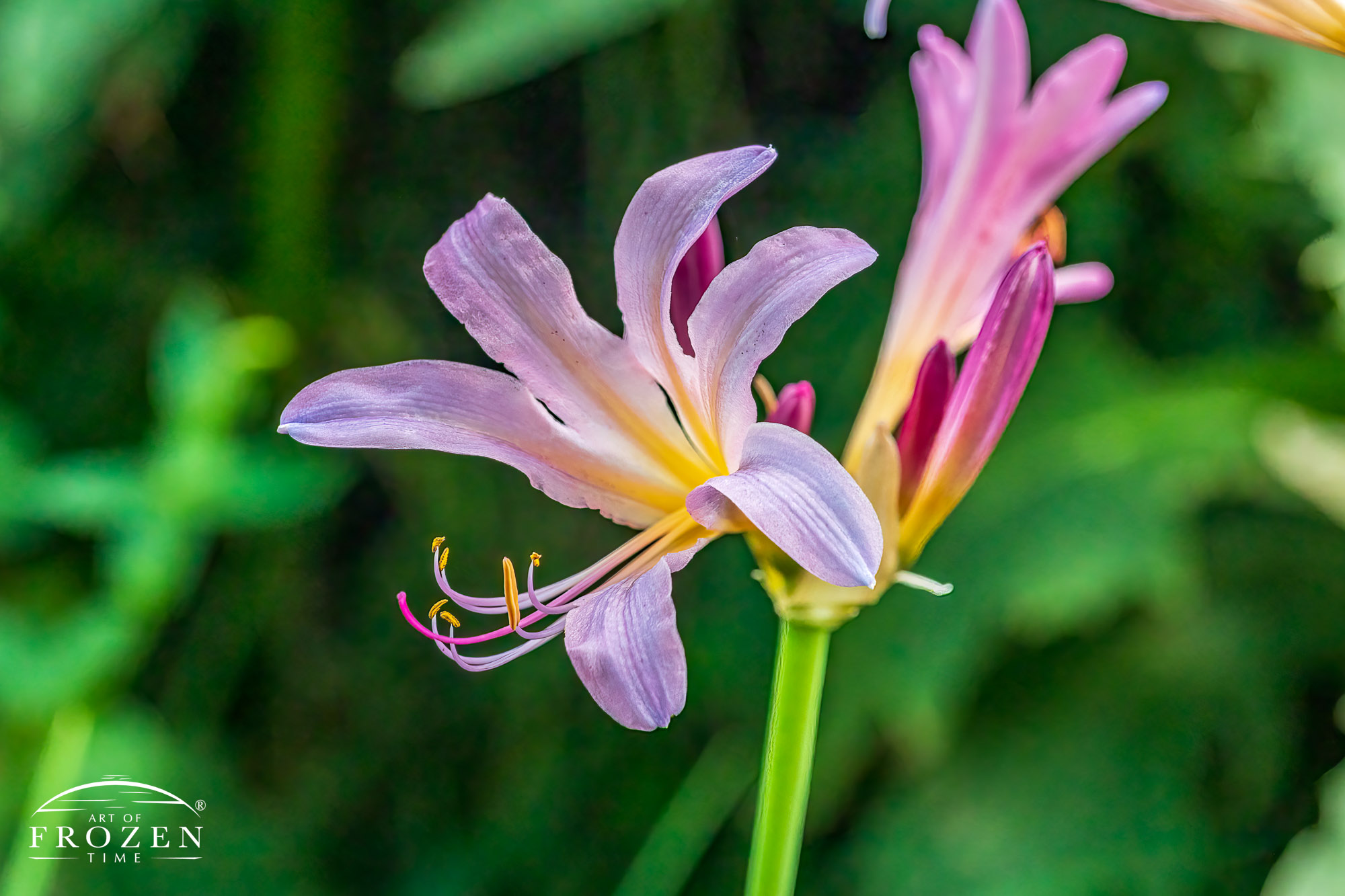 Intimate view of a Surprise Lily featuring its pink trumpet-shaped flowers, hot pink stigma and yellow anthers.