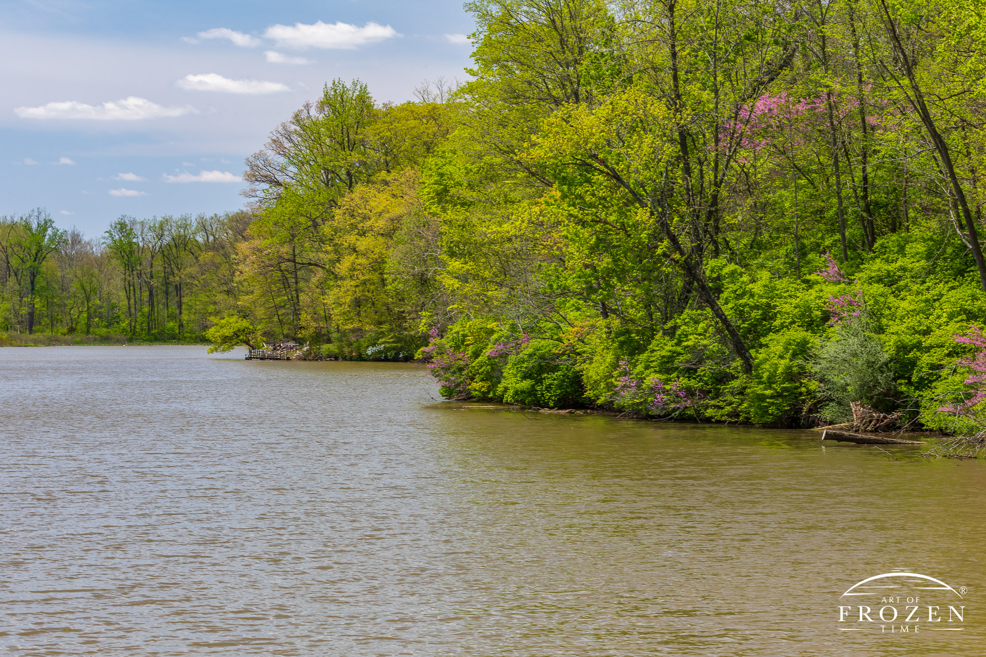 A springtime image of Swift Run Lake, a reservoir north of Piqua Ohio, whose shoreline feature pink Red Bud trees
