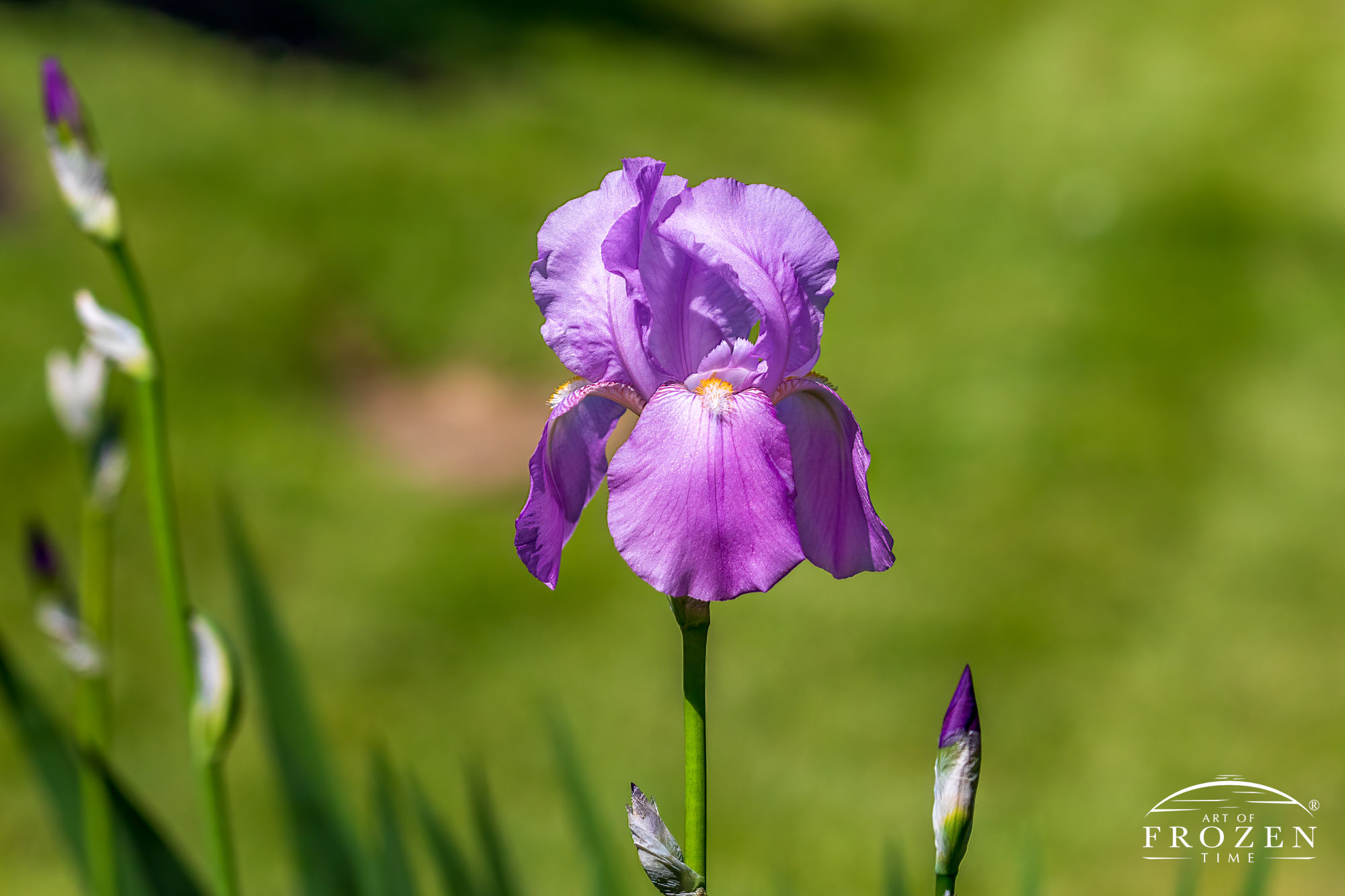 A close view of a little purple Tall Bearded Iris standing in the spring sun