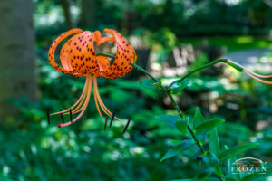 An intimate view of a Tiger Lily sitting on the shaded forest floor of Aullwood MetroPark