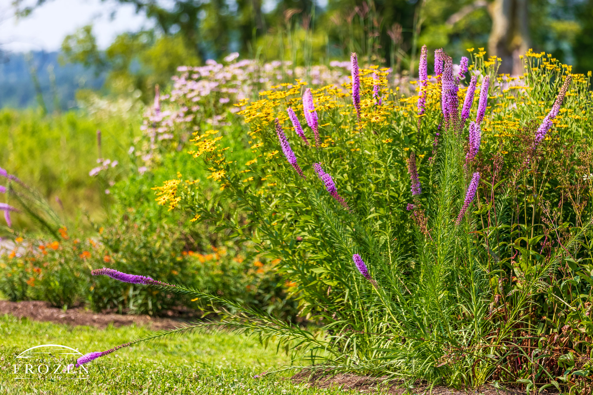 A color flowerbed of Black-eyed Susans and Blazing Star flower