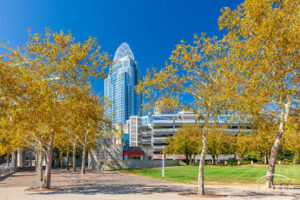 A Cincinnati fine art print capturing the yellow Sycamore trees as they contrast with the blue sky and Great American Insurance Tower