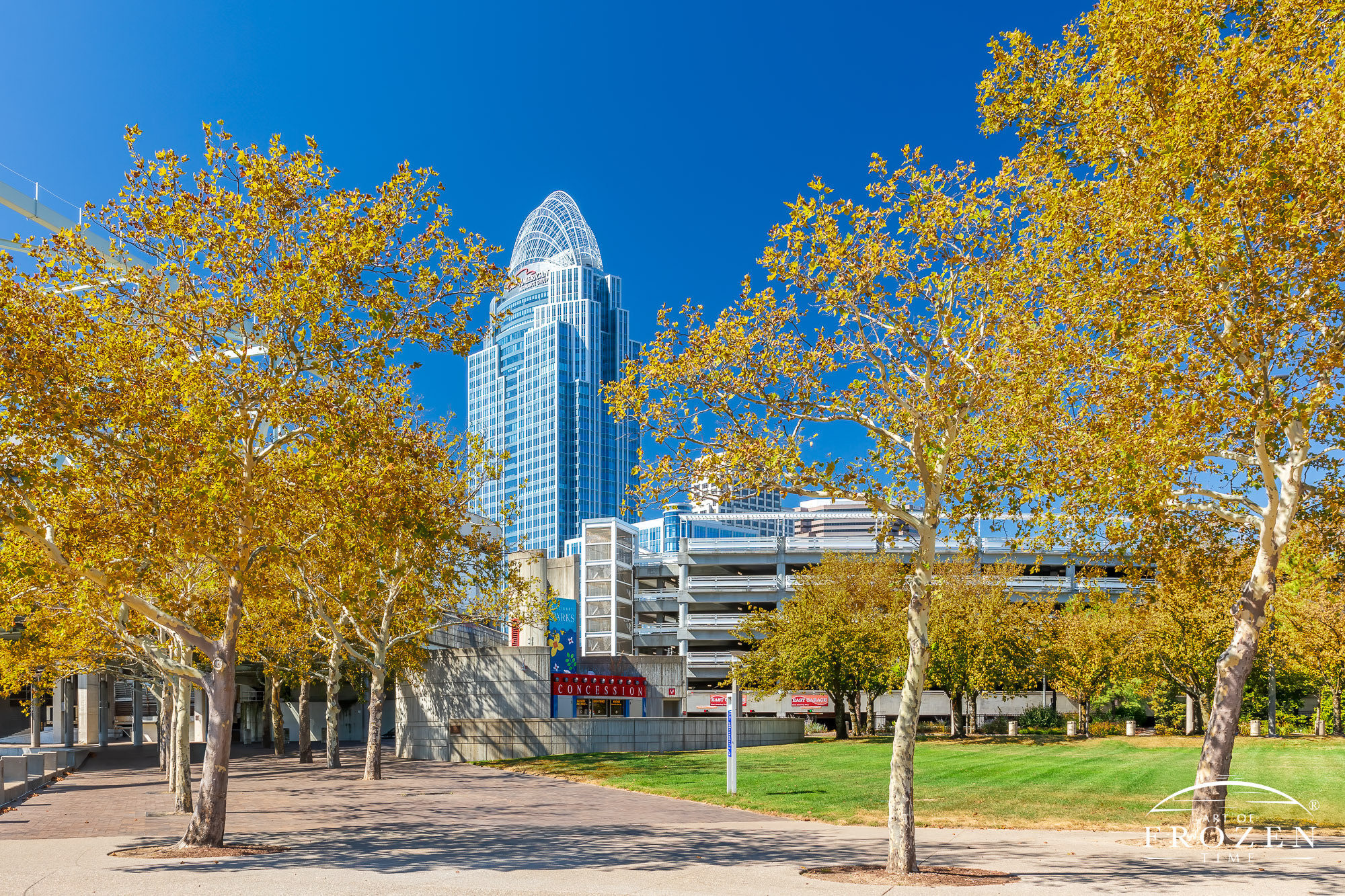 A Cincinnati fine art print capturing the yellow Sycamore trees as they contrast with the blue sky and Great American Insurance Tower