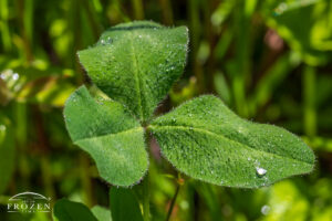 A fuzzy 3-leaf clover whose hairs clung to the dew before it evaporates in the morning light.