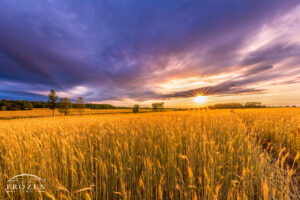 An interesting sunset over a wheat field where the sun shines through a break in the clouds and paints the scene in golden light
