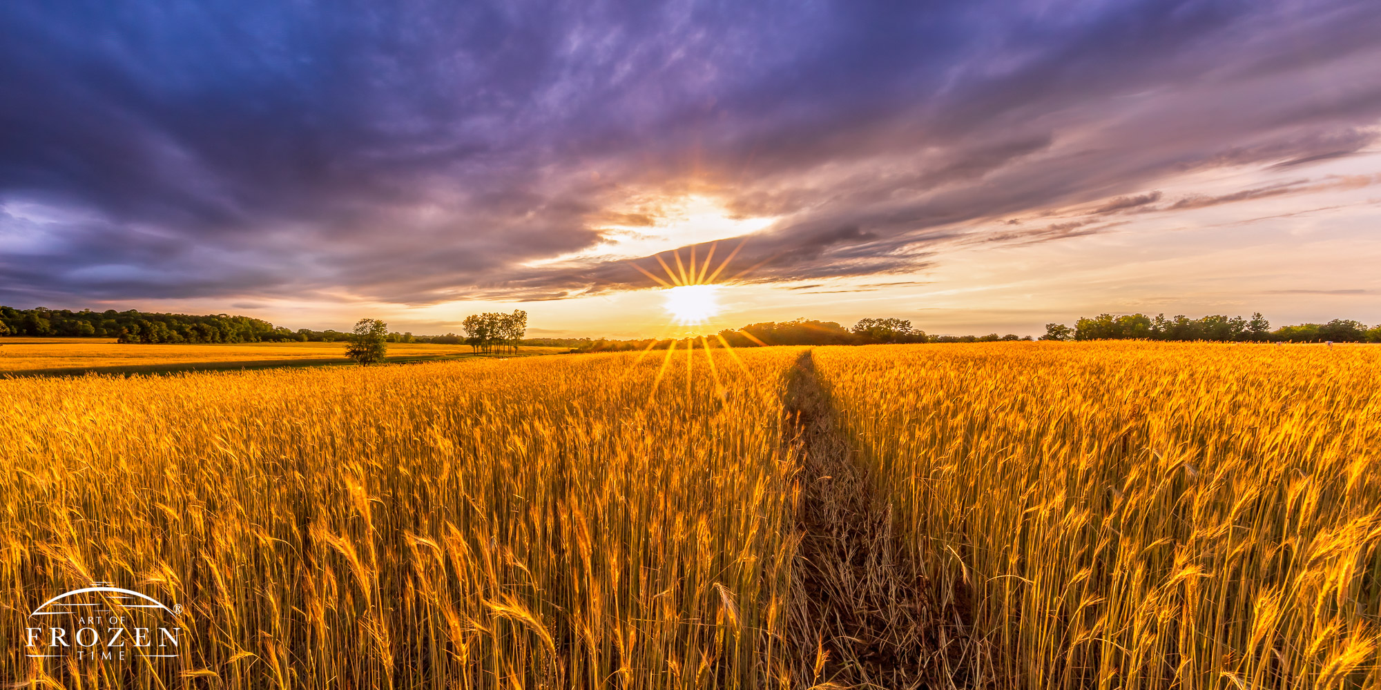 A panoramic scene of a wheat field at sunset where a path leads the eye twoards the horizon as the sun shines through a clearing of clouds creating a nostalgic scene