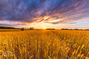 Sunset over a mature wheat field where the warm light magnifies the golen grains where a pathway leads the eye towards the horizon.