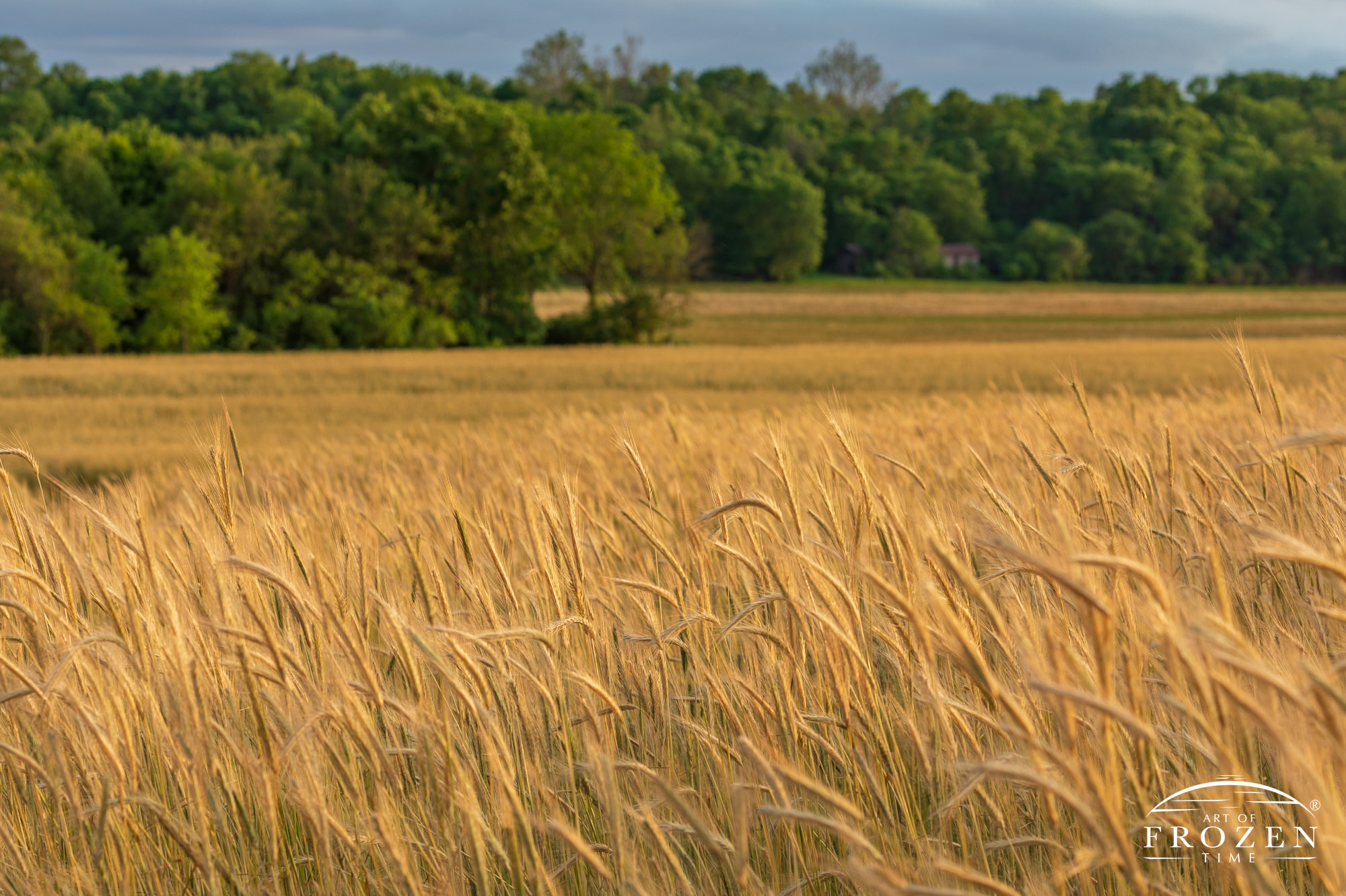 Nearly mature wheat awaits harvest as the sun’s last rays paints the field in warm golden light.