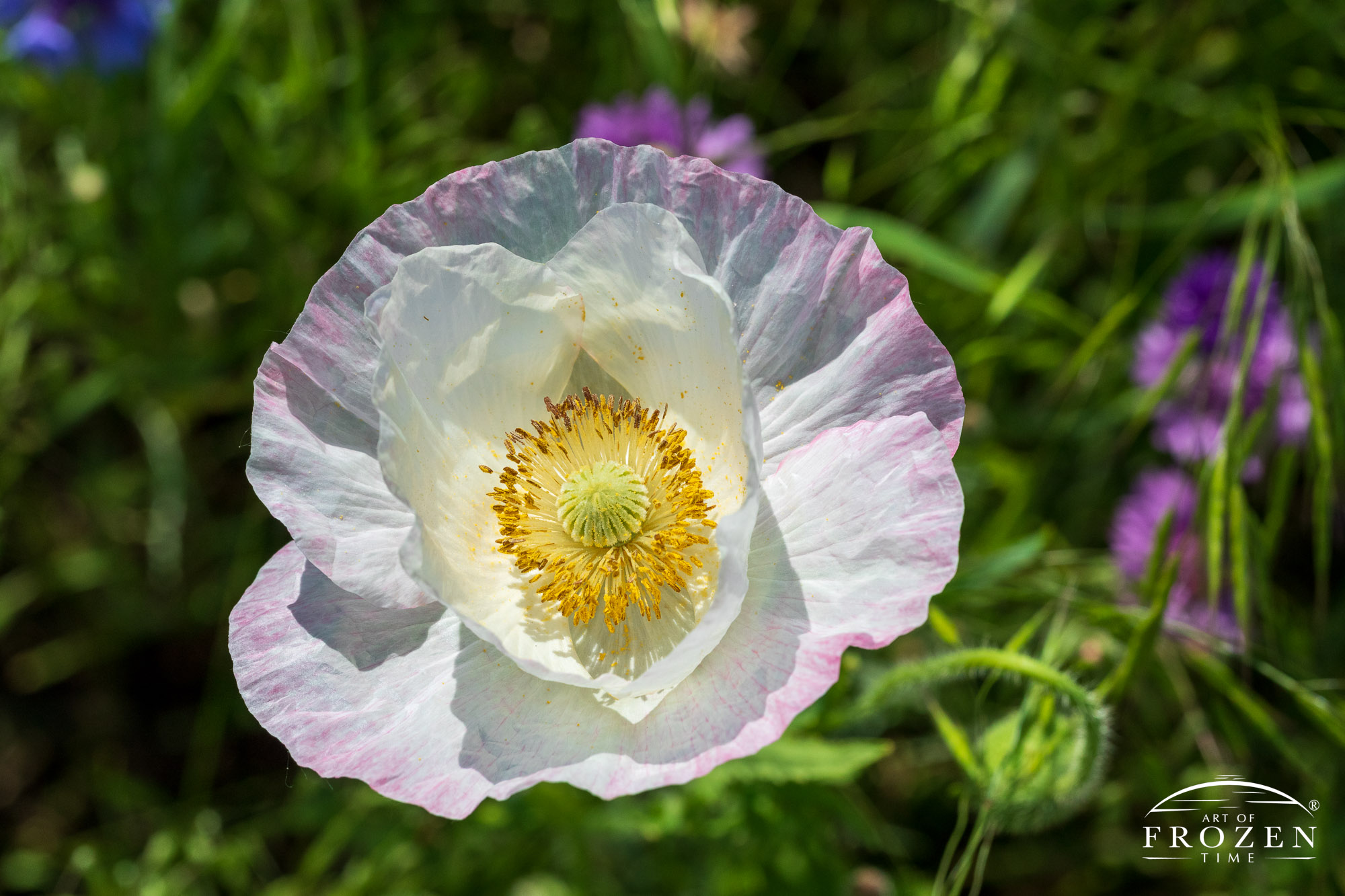 Close up view of a white poppy bloom featuring a yellow center and pink tipped petals