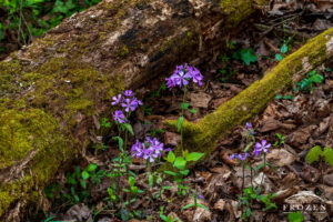 A patch of Wild Blue Phlox growing on the forest floor next to a fallen tree