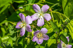 A close view of Wild Geranium in bloom featuring 5 pink petals and 10 yellow stamens