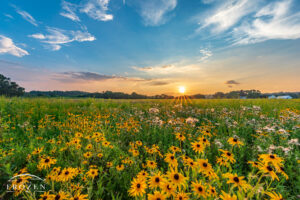 An Ohio prairie sunset near Bellbrook Ohio under a super bloom of Black-eyed Susans where the flower petals emulated the rays of the sun.