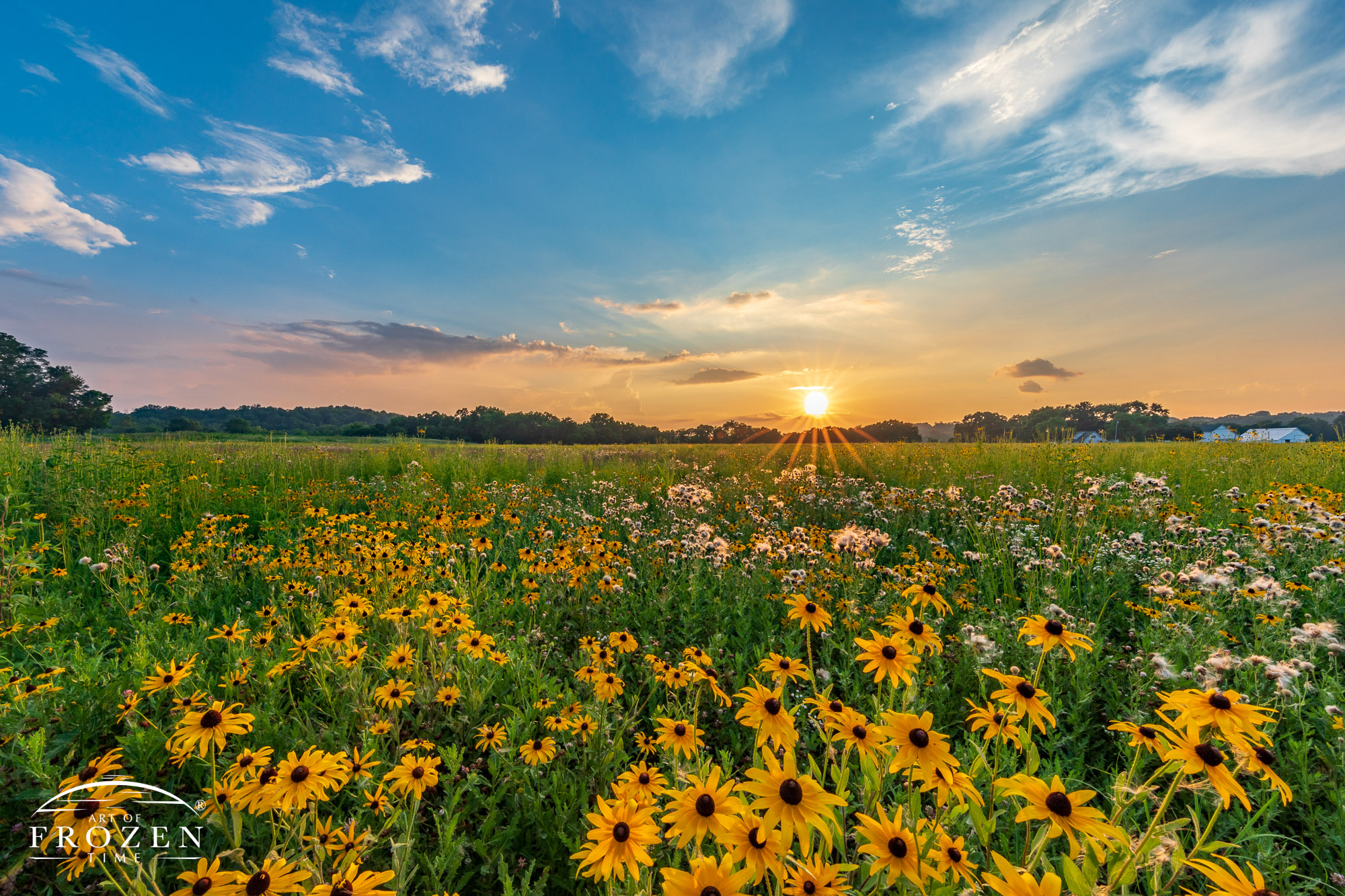 An Ohio prairie sunset near Bellbrook Ohio under a super bloom of Black-eyed Susans where the flower petals emulated the rays of the sun.