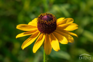 Macro view of a single Black-eyed Susan at Morris Reserve in Bellbrook, Ohio, with bright yellow petals and a dark center.