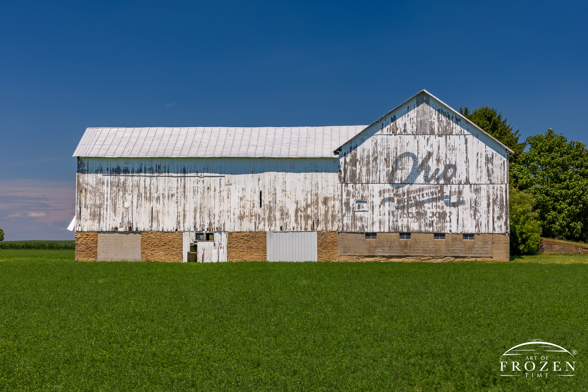 A large white barn surrounded by lush green crops where the barn's white paint is peeling and its Ohio Bicentennial Logo beginning to fade.