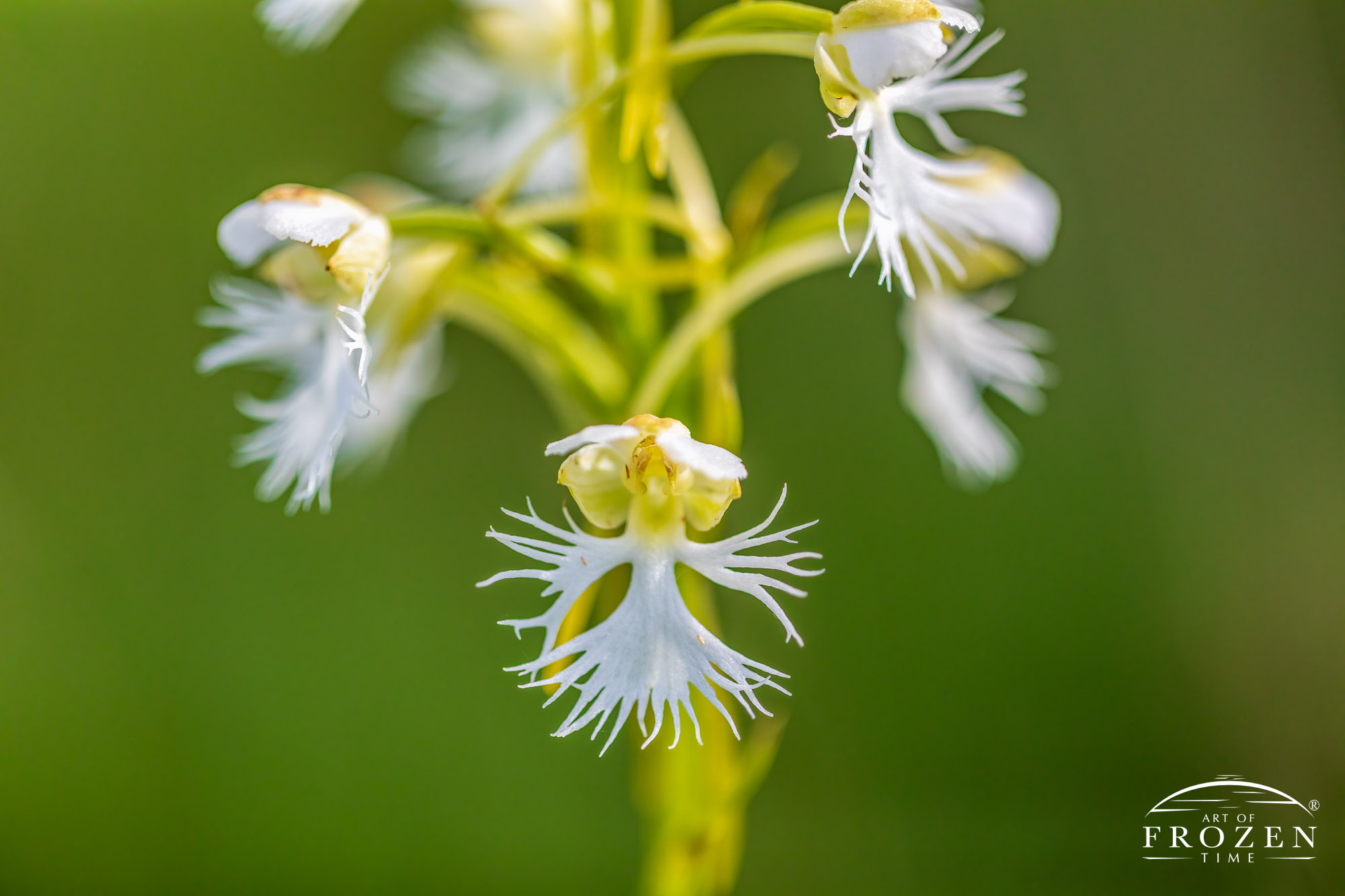 The Eastern Prairie Fringed Orchid (Platanthera leucophaea) is protected under the Endangered Species Act.  In what used to be abundant in Ohio, is now a rarity.  The USDA reports that agriculture wiped out the habitat coupled with the only believed species that can pollinate the flower is the Sphinx Moth.  The moth is only active at night and the bloom only lasts 7 to 10 days.  ONDR reports the orchid was rediscovered in 1972 after a 64-year void…from a single corn field.  On this day, I found three plants in the whole park.