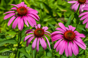 Eastern Purple Coneflower at Smith Memorial Gardens in Oakwood, Ohio, showing rose-purple petals and raised orange center on a summer morning.