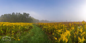 Greene County Ohio Fine Art Photography capturing a prairie footpath disappearing into the foggy horizon filled with Golden Rod.