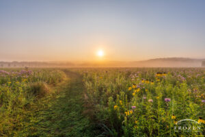 Ohio Fine Art Photography A peaceful morning scene over Morris Reserve where the fog filters the golden light as the prairie path leads visitors by Ohio Wildflowers making this a compelling piece for waiting room art.