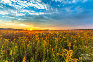 Goldenrod prairie at Morris Reserve in Bellbrook, Ohio, with yellow blooms, low evening sun star, textured clouds, and warm September light.