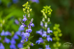 Great Blue Lobelia near Stevenson Road Covered Bridge in Wilberforce, Ohio, showing lavender-blue flower stalks in a moist creekside setting.