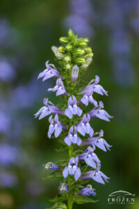 Great Blue Lobelia near Stevenson Road Covered Bridge in Wilberforce, Ohio, showing a single lavender-blue flower stalk with buds and blurred background.