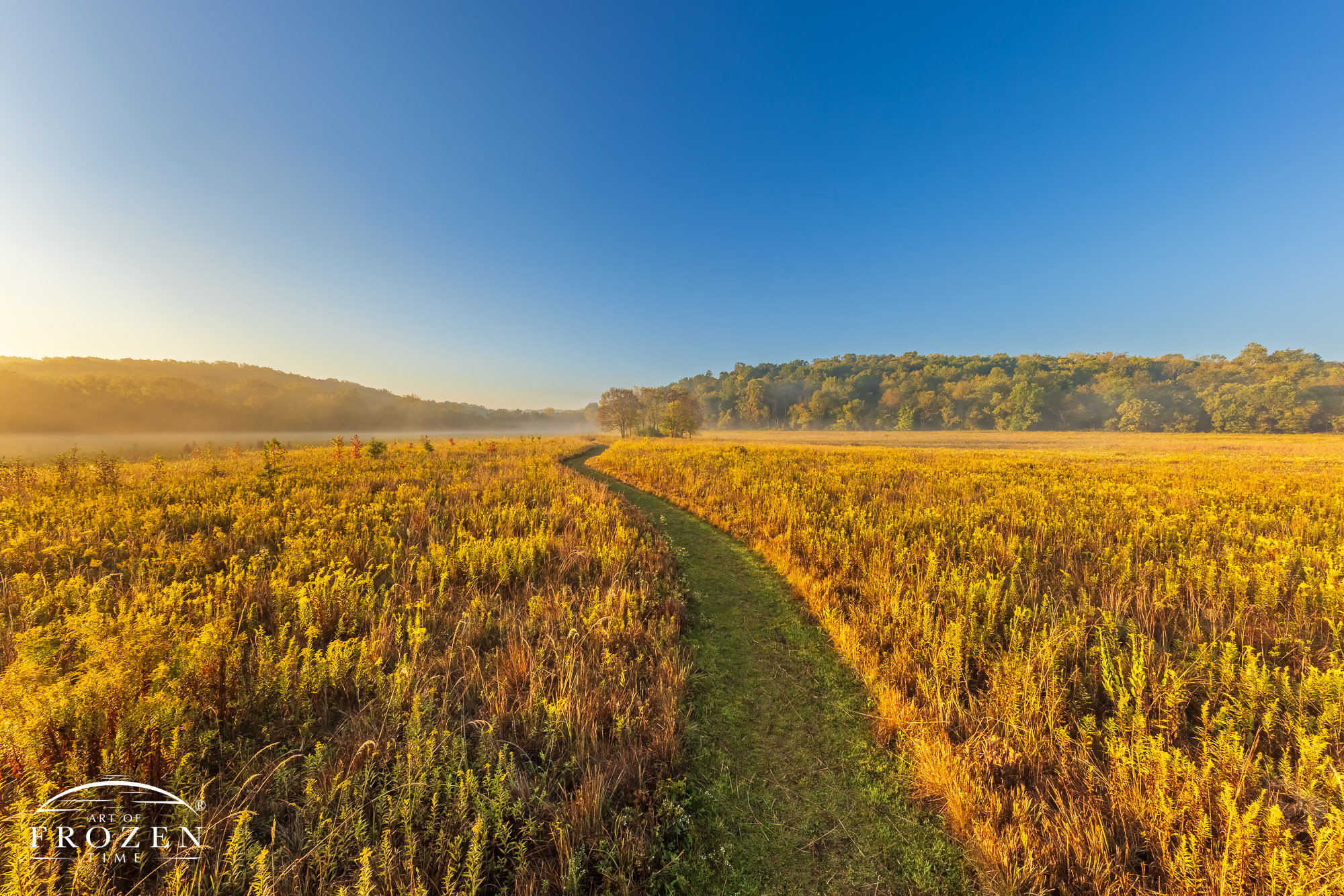 Ohio nature photography of Morris Reserve, near Bellbrook Ohio on an autumn fall morning where a prairie path meanders through the Golden Rod.