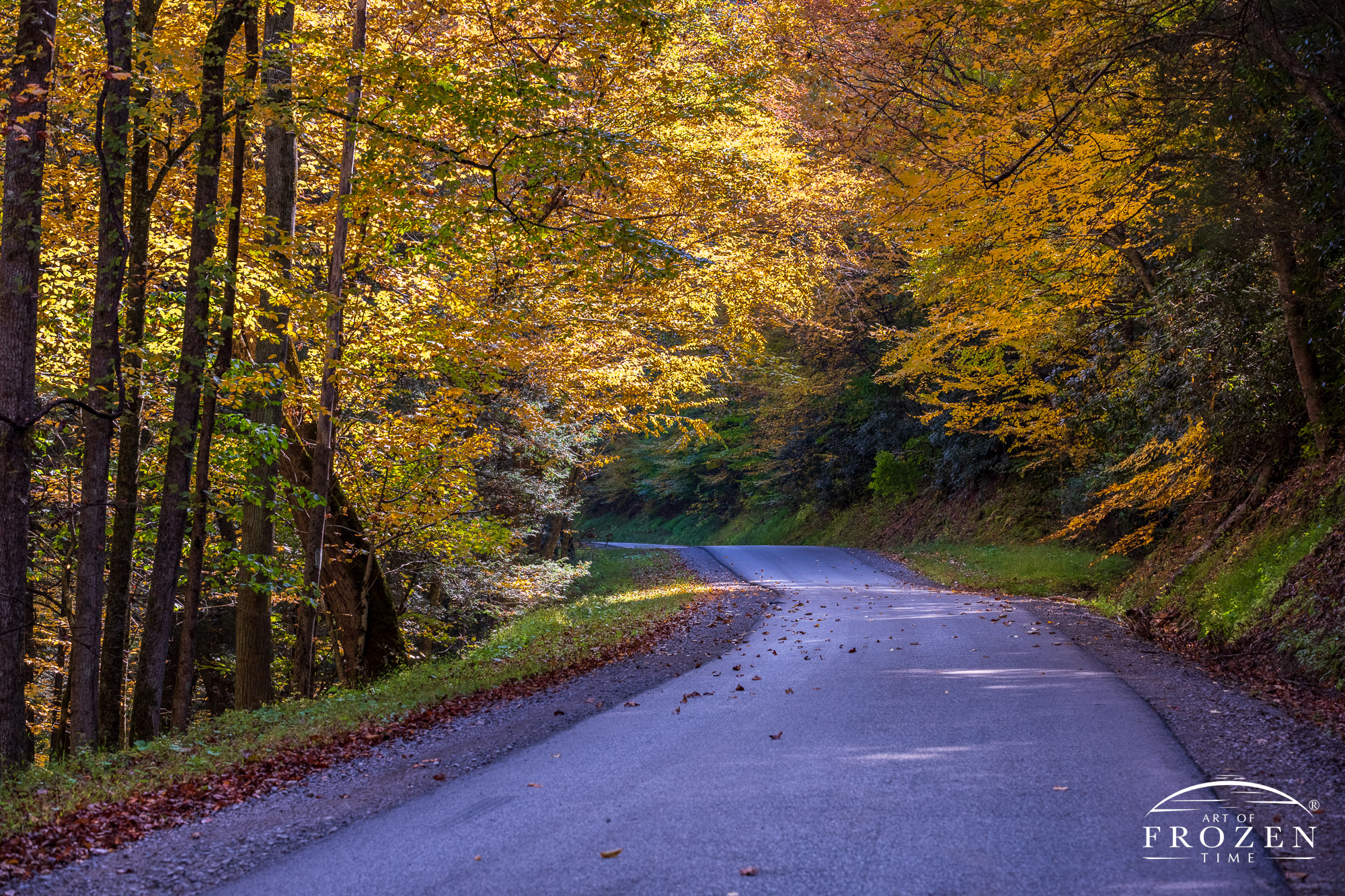 West Virginia Fine Art Photography featuring the Mountaineer Highway as it forms soothing serpentine curves through the fall color.
