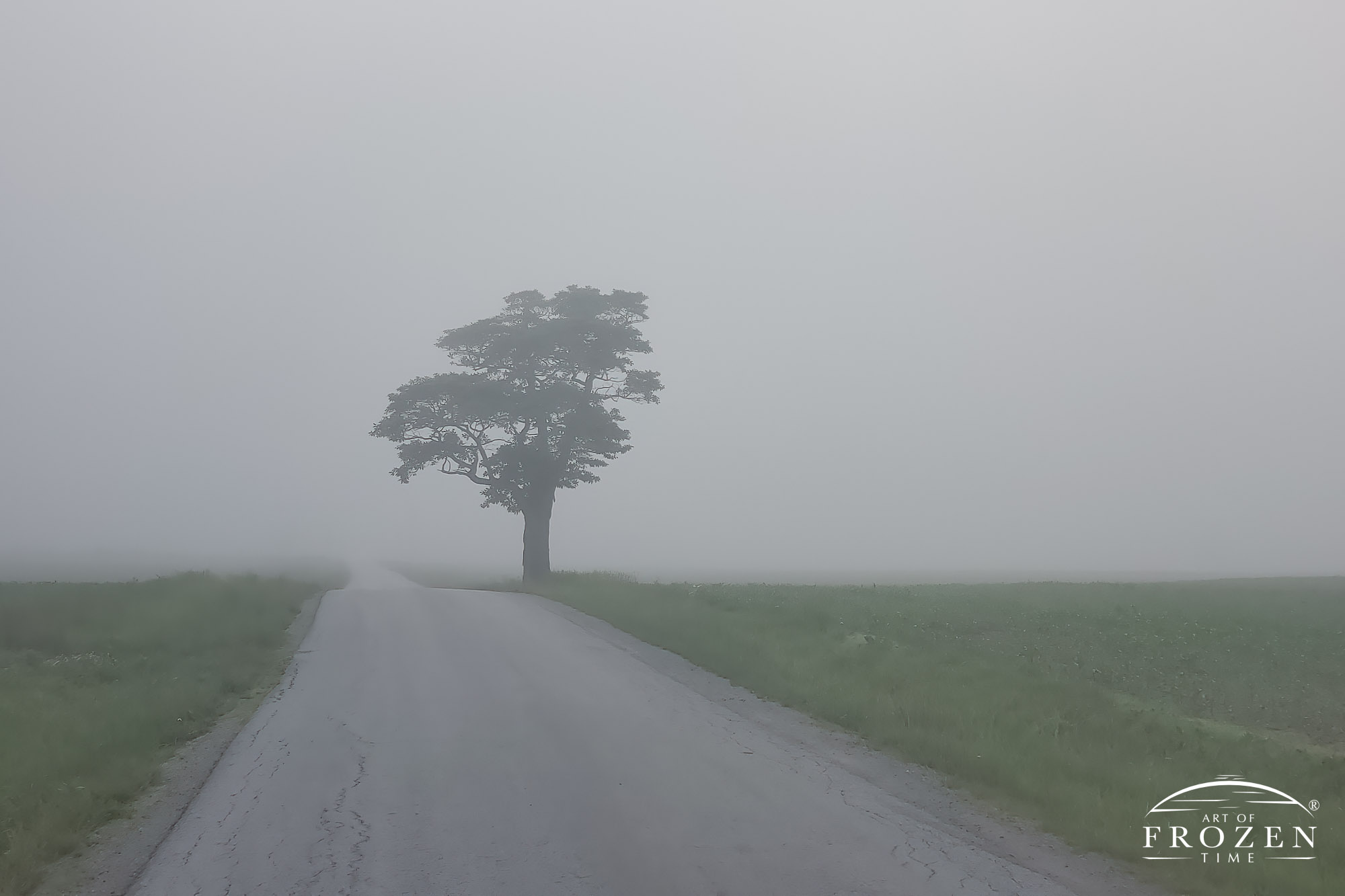 A foggy road near Cedarville, Ohio where fog suddenly appeared as the moon eclipsed the sun resulting in a cooling atmosphere