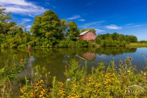 Old red barn reflected in the calm lake at Elk Creek MetroPark Meadow Ridge near Middletown, Ohio, with shoreline wildflowers in the foreground and cirrus clouds above.