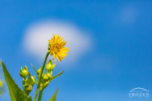 Prairie Dock Mount Saint John | Art of Frozen Time Single Prairie Dock flower at Mount St. John in Beavercreek, Ohio, with fresh yellow petals and center against a deep blue sky.