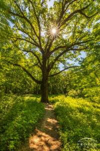 Ancient white oak known as the Three Sisters at Sugarcreek MetroPark in Bellbrook, Ohio, with broad branches, morning light, and a sun star in the leaves.