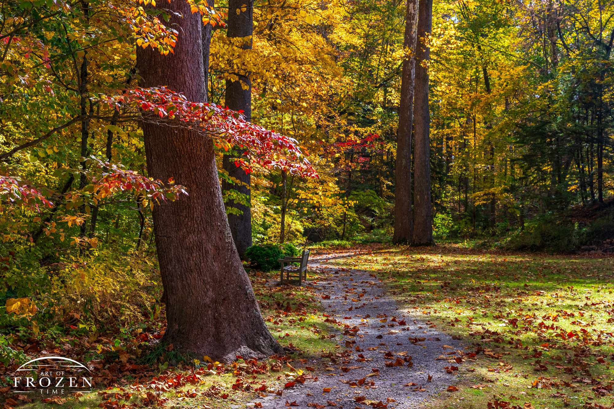 Nature Fine Art Photography of a forest footpath winding by sycamore trees in autumn at Aullwood Gardens MetroPark, near Englewood OH