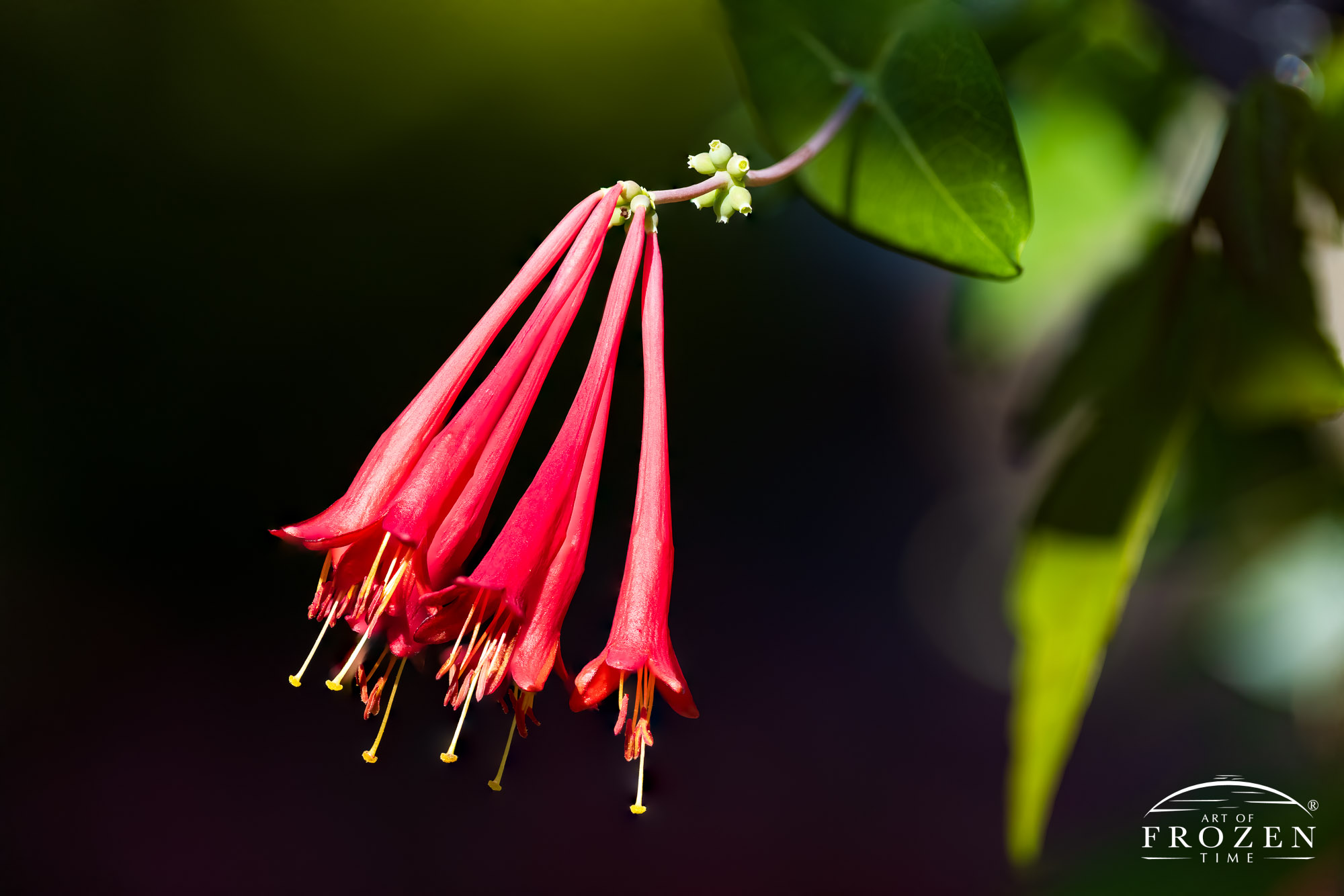 A macro view of the bright red Trumpet Honeysuckle where the flower hangs in the summer light as shadows fill in the background