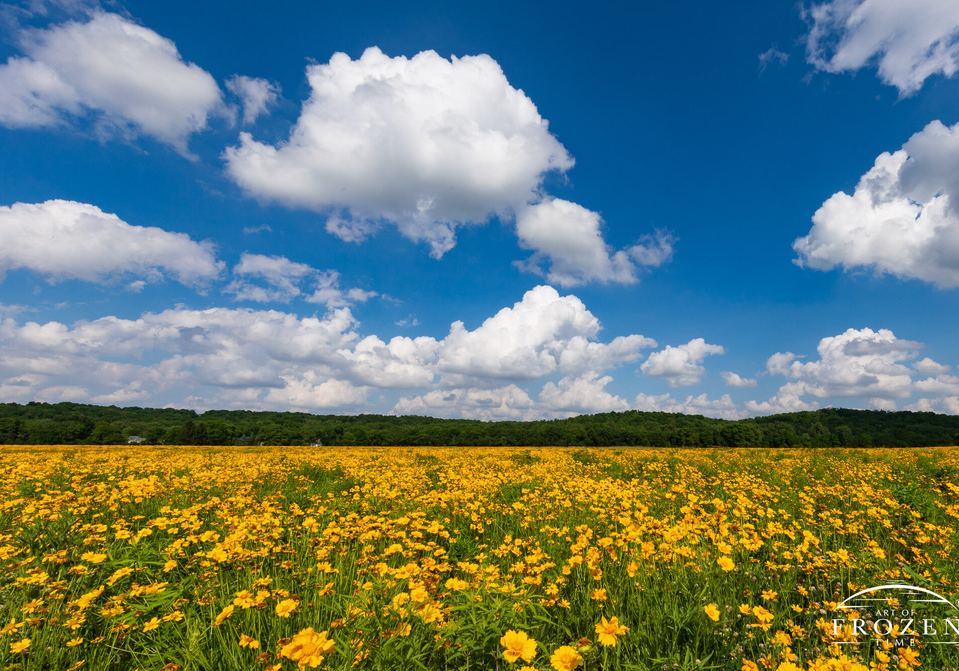 A meadow of bright yellow flowers with a lush green tree line on the distant horizon, all lying under blue skies and puffy cumulus clouds.