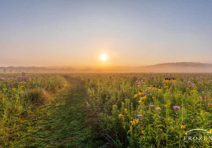 Ohio Fine Art Photography A peaceful morning scene over Morris Reserve where the fog filters the golden light as the prairie path leads visitors by Ohio Wildflowers making this a compelling piece for waiting room art.
