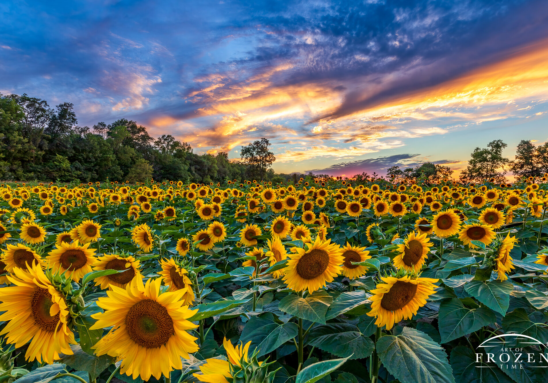 Sunflower field at Lucas Brothers Farms in Sugarcreek Township near Bellbrook, Ohio, with yellow flower centers beneath colorful sunset clouds.