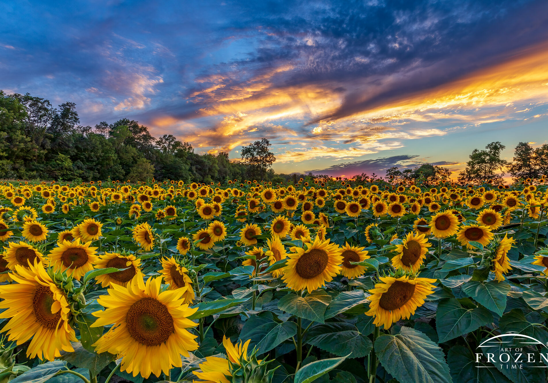 A sunflower field at twilight where a gentle camera flash warmly illuminated the flowers that contrast with the blues of the oncoming twilight skies