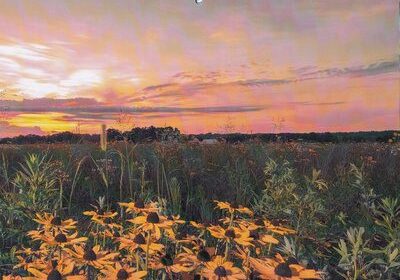 A sunset view from Morris Reserve featuring black-eyed susans that was featured on the local park calendar